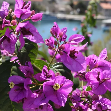 Triple 6734c Konukevi Sućuraj